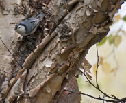 White breasted Nuthatch 4926